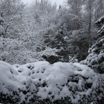 Schnee2010Garten 002