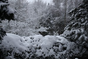 Schnee im Garten 2010