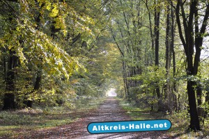 Der Weg die Hachhowe in Richtung Tatenhauser Straße, ein beliebter Spazierweg in Halle Westfalen