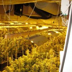 400 Kilogramm Marihuana Aufzuchtanlage unter Wachstumlampen