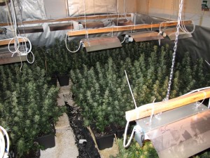 Marihuana Plantage in einem Bauernhaus an der Werther Straße